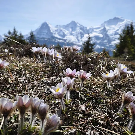 Appartement Bim Chilchli *