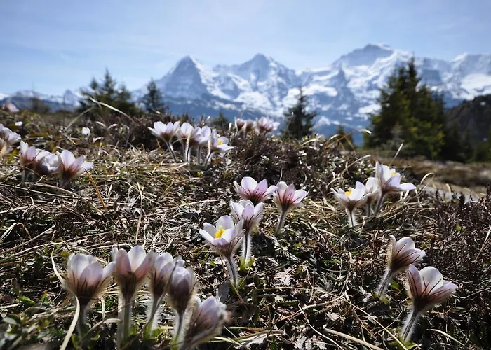 Appartamento Bim Chilchli *