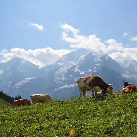 Appartement Bim Chilchli