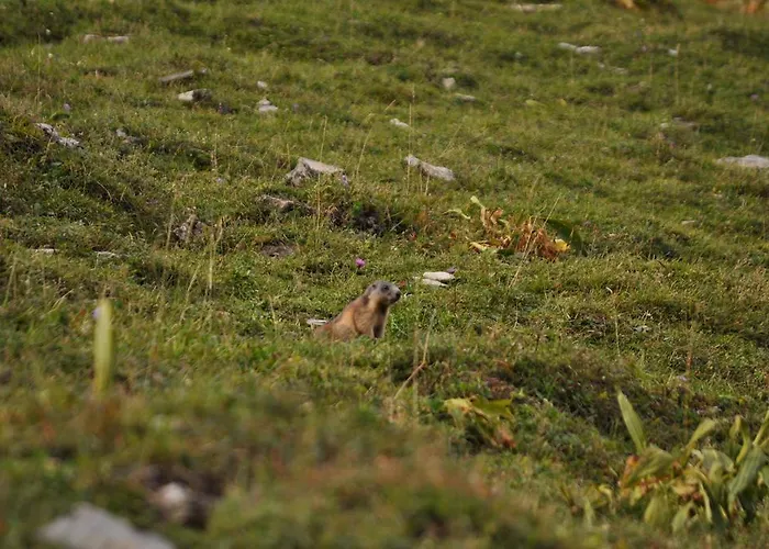 Bim Chilchli * Murren